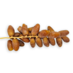 branch-dates-2